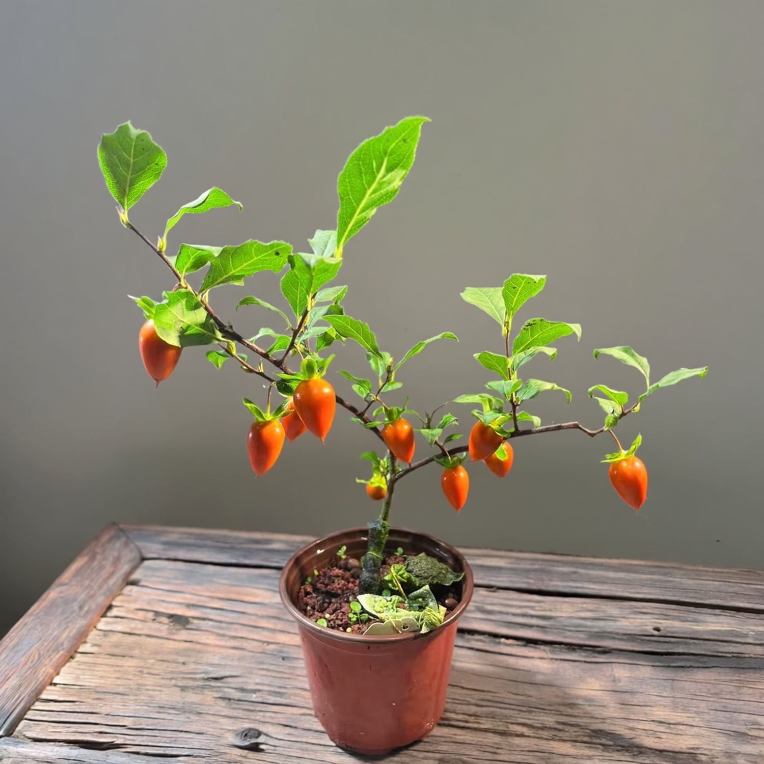 黄金弹子老鸦柿子盆景四季树苗