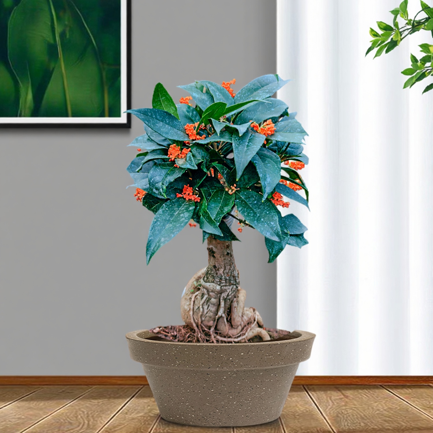 天香台阁四季桂树苗盆栽老桩