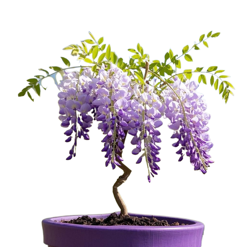 紫藤树苗爬藤植物老桩阳台盆栽长穗多花紫藤萝花苗庭院门前风景树