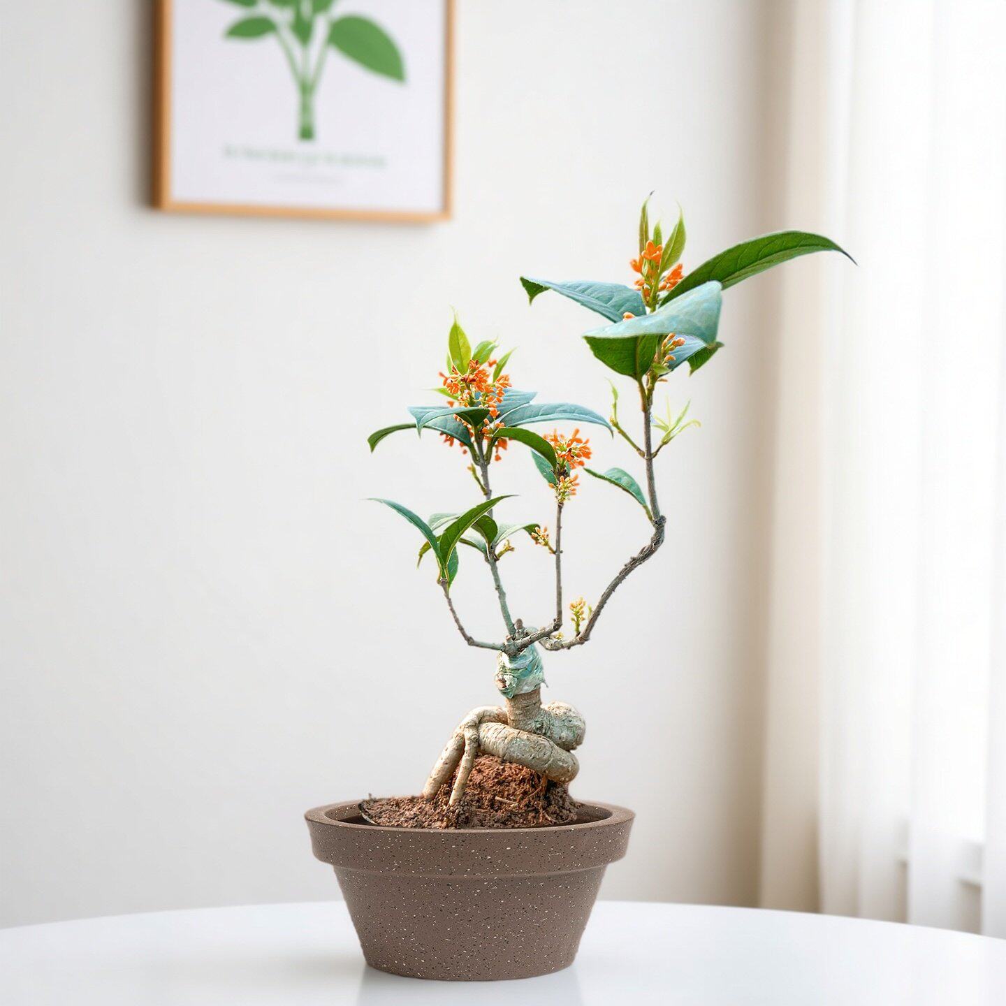 四季开花易活老桩月桂盆栽