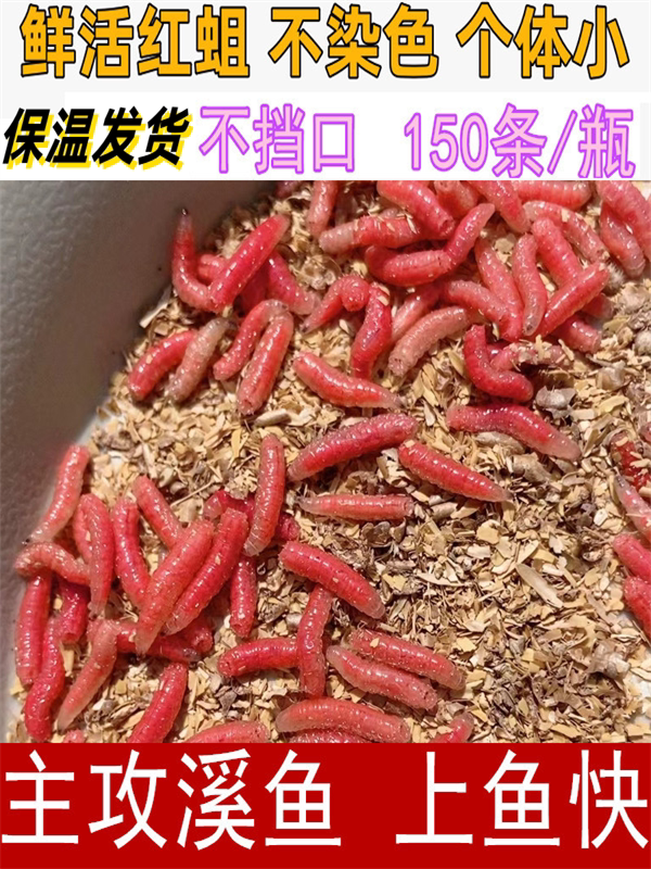 Свежая живая красная личинка, гнойная рыбная приманка для рыбной ловли, корм для домашних животных, которую можно поймать ртом каменной зебры, белый самец карпа, карась, Сиге Изображение 1