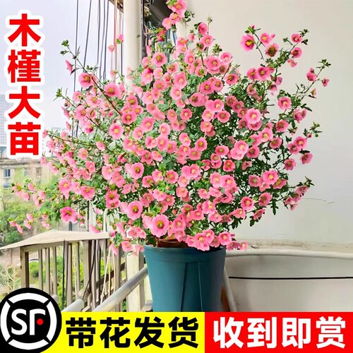 小木槿盆栽绿植四季开花