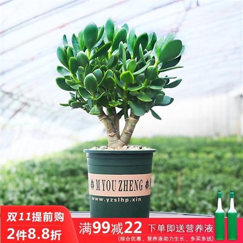 玉树老桩大株盆栽多肉植物室内四季好养绿植净化空气四季常绿盆栽