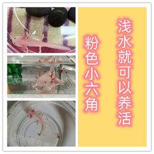 小火龙鱼清道夫吃屎鱼清洁蝾螈六角恐龙鱼观赏宠物容易养冷水娃娃