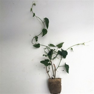 爬藤锦屏藤一帘幽梦苗爬藤植物蔓地榕珠帘藤苗富贵帘种楼顶庭院