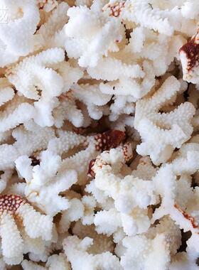 白瑚摆件珊天然珊瑚礁大工艺85740装品饰品缸道具鱼造景菜花鹿角