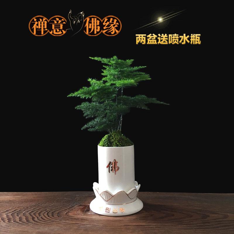 精致佛缘小盆栽文竹发财树绿植罗汉松长寿松植物盆景室内桌面摆放