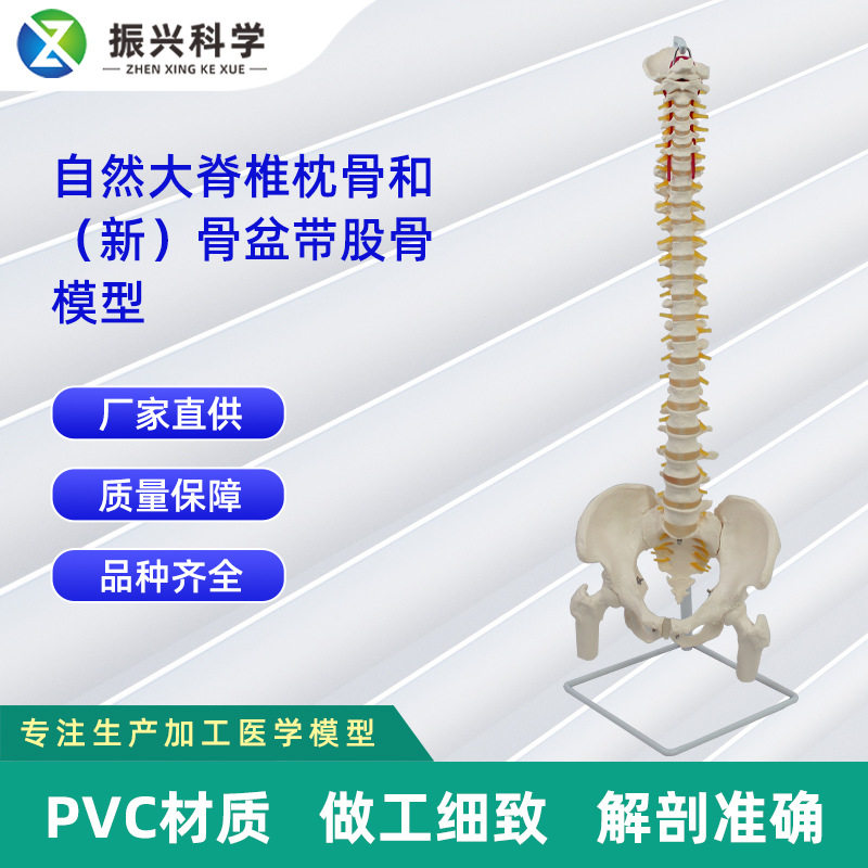 自然大脊椎枕骨和新骨盆带股骨模型 人体脊椎模型
