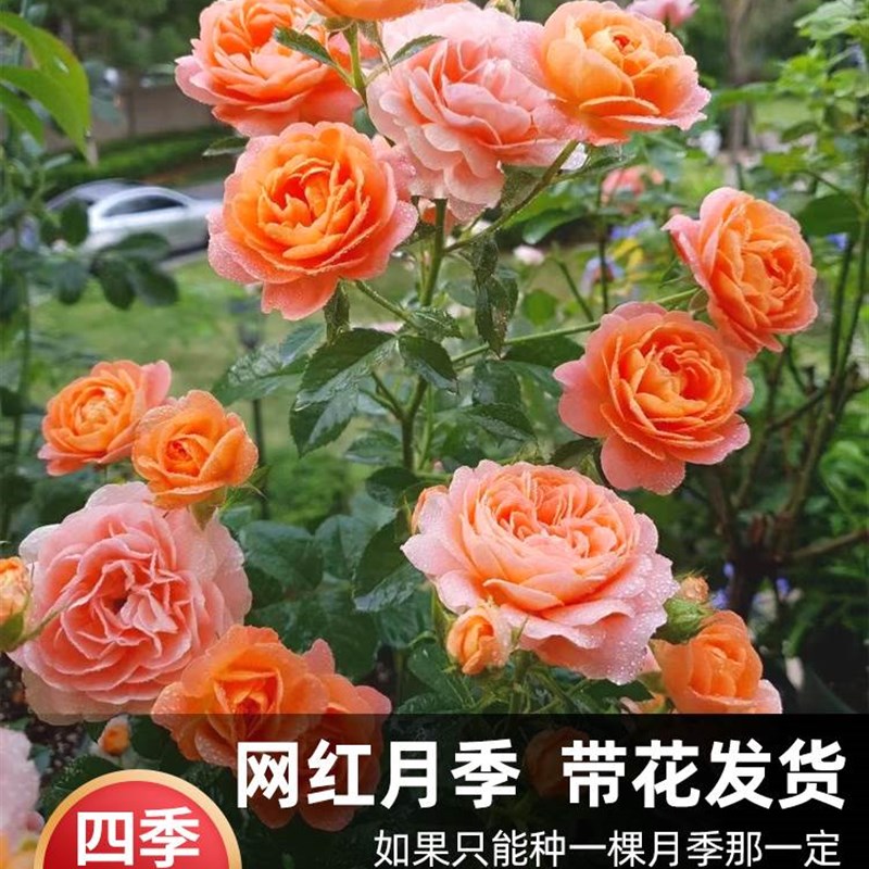 速发季汁台月季盆栽花苗特大花四果植花卉玫瑰带花苞台开物红果汁