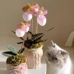 玉女兜兰带花硬叶金童卡特兰室BZY耐荫内好养年花卉好运招苞财盆