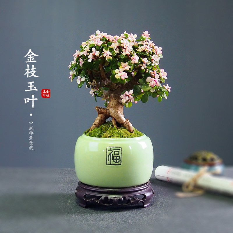 提根金枝玉叶盆栽多肉植物稀有品种老桩造型大颗好养绿植盆景室内