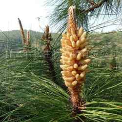 2025年新松花粉原料 生产加工 云南松花粉 新鲜头道松花粉未破壁