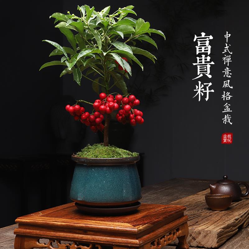 富贵籽盆栽乔迁黄金万两盆景室内阳台新年植物客厅旺宅耐寒绿植