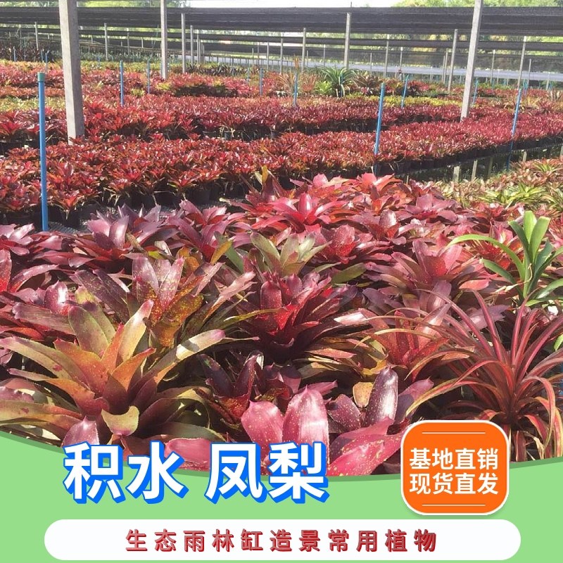 积水凤梨姬凤梨空气凤梨雨林水陆生态水草爬虫缸造景常用观叶植物