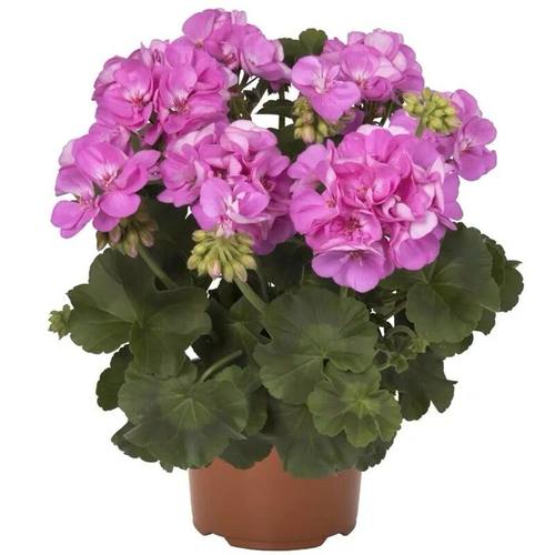 重瓣天竺葵盆栽花苗大花四季开花洋绣球花苗花卉植物室内花带花苞