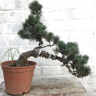 老桩短针大板松罗汉松 极速五针松盆景树桩矮霸造型黑松盆景实物