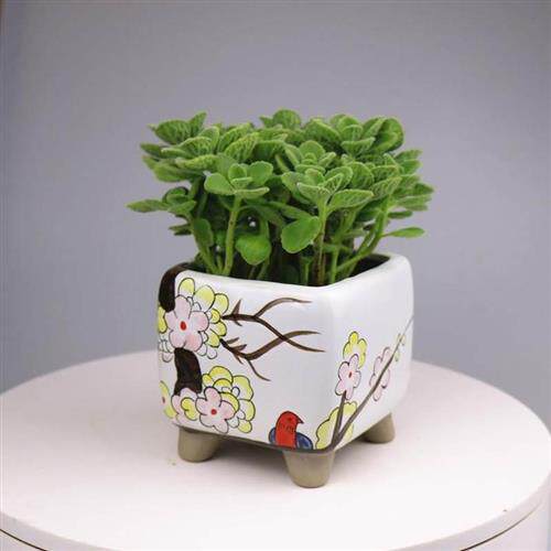 一抹香盆栽植物桌上碰碰香大盆猪发财香草多肉植物驱蚊虫净化空气