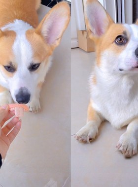 False Teeth For Dog Funny Dentures Pet Decorating Supplies H