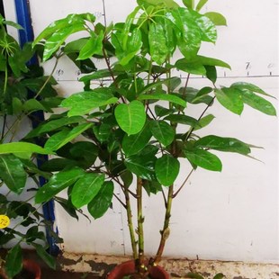 极速12.3米昆士兰大叶伞一物一拍网红室内外大型绿植盆栽净化空