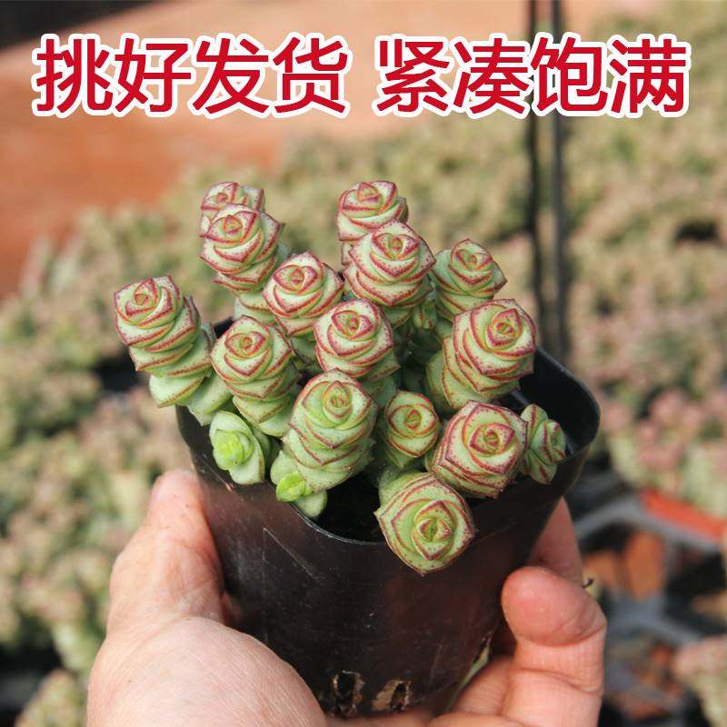 钱串多肉植物盆栽老桩室内花卉桌面防辐射小绿植牡丹钱串串带花盆