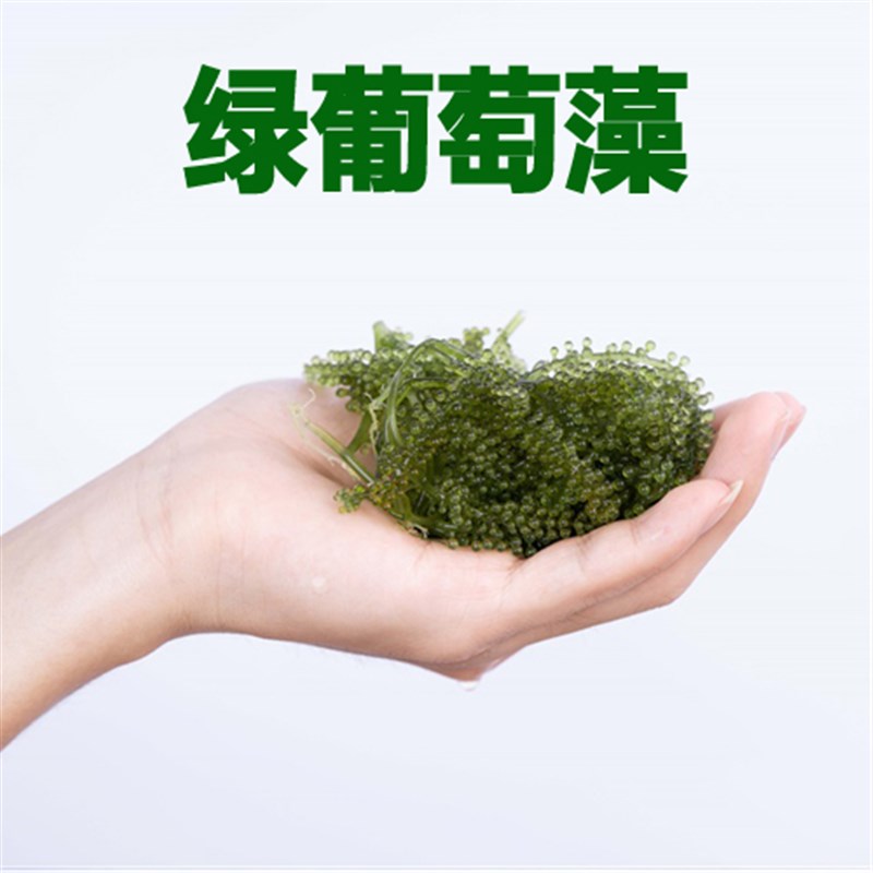 海缸高等藻绿葡萄藻钢丝藻大羽毛藻红葡萄火焰鹿角藻海水藻缸活石