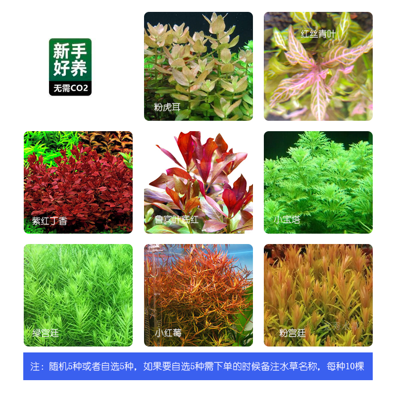 荷兰景水下打头水草缸套餐鱼缸植物造景开缸成品活体懒人沉木石头