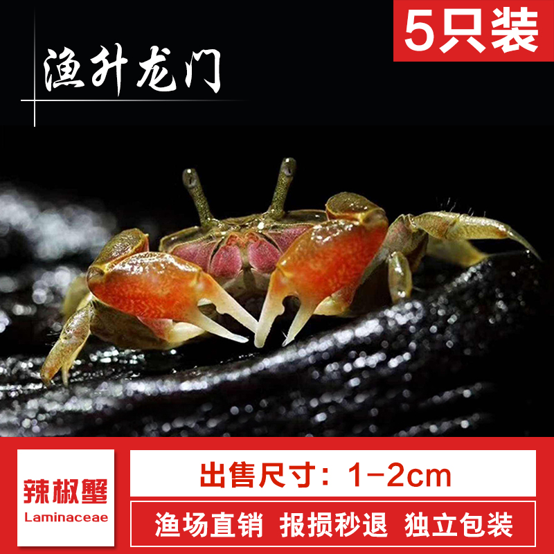 观赏蟹活体螃蟹宠物蟹相手蟹迷你辣椒蟹豹点蟹恶魔蟹溪蟹包邮