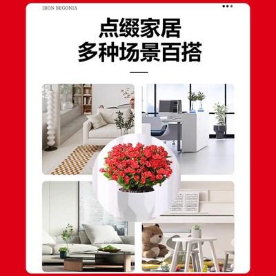 新品虎刺梅铁海棠盆栽大叶大花室内好养绿植物不怕晒不怕冻的花卉