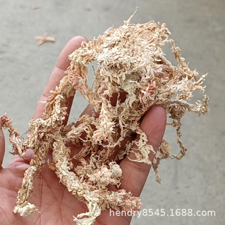 虫智利5星白景草干水GSU苔干藓水草爬兰花微观食虫苔植物用
