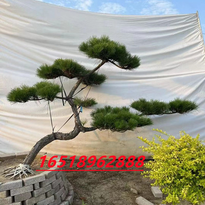 黑松造型树庭院盆景观叶别墅迎客松地景造型不落叶耐寒四季常青树