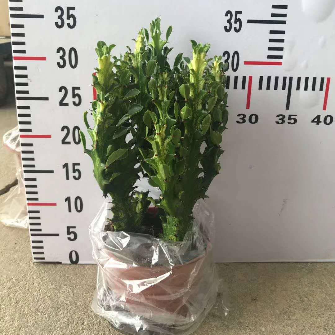 基地直销居家花卉盆栽植物室内小盆栽观赏植物130#龙骨锦