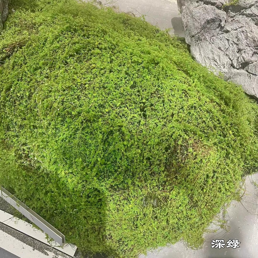 仿真苔藓草皮 青苔草皮 网红微景观装饰布景 仿真椰丝草皮