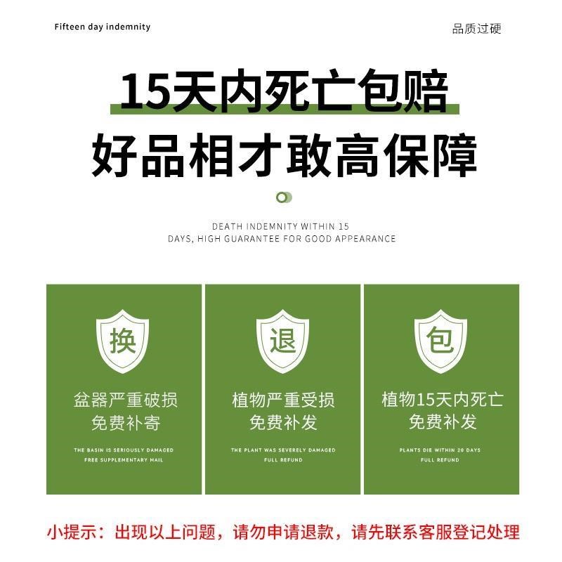 速发水培植物芦荟盆栽不夜城水培芦荟室内桌面好养绿植净化空气耐