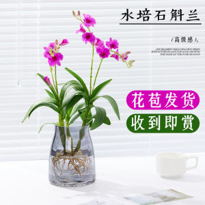 速发石斛兰水培黛墨粉办水培花卉植物室内花客厅泼公室盆栽带花苞
