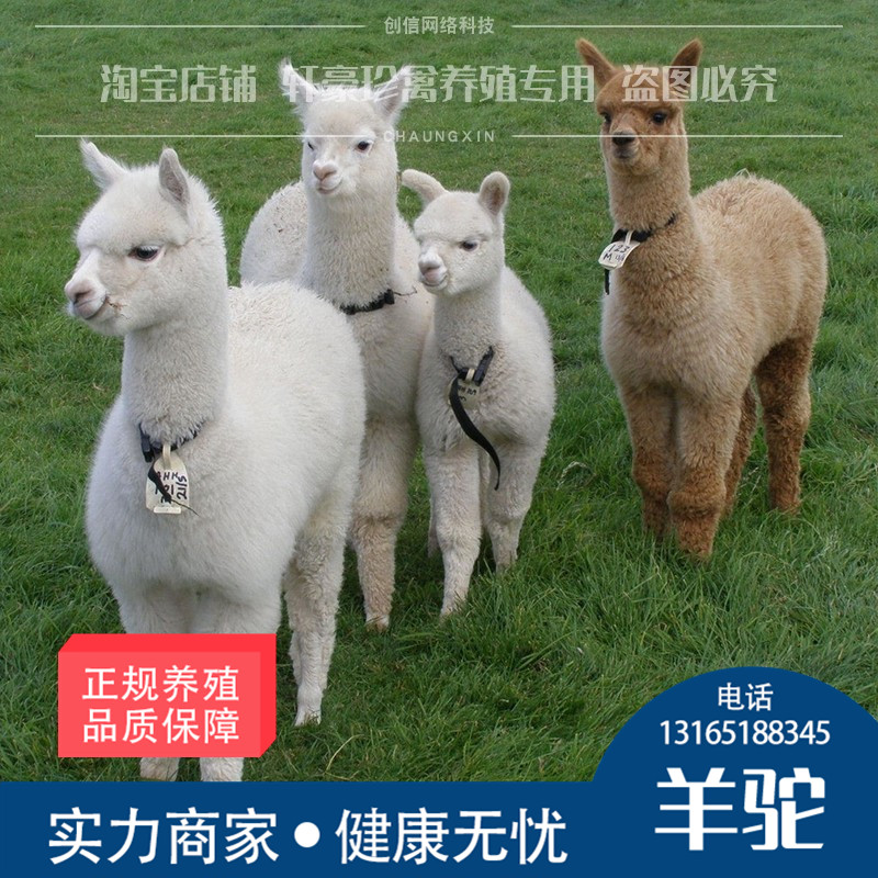 纯种羊驼活物羊驼宠物活的风景区观赏迷你萌宠羊驼幼崽活物羊驼活