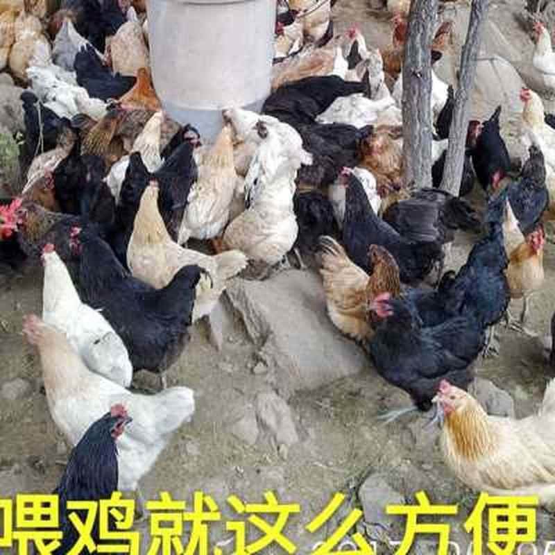 60公斤鸡饲料桶喂鸡食槽自动喂食器鸡鸭鹅料槽鸡料桶养鸡设备用.o