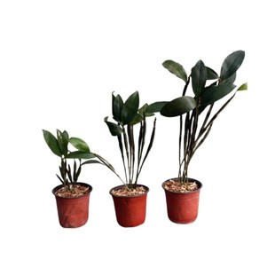 密花石斛蜜花球形花金黄色花不落叶石斛开花大气非常漂亮洋兰吊兰