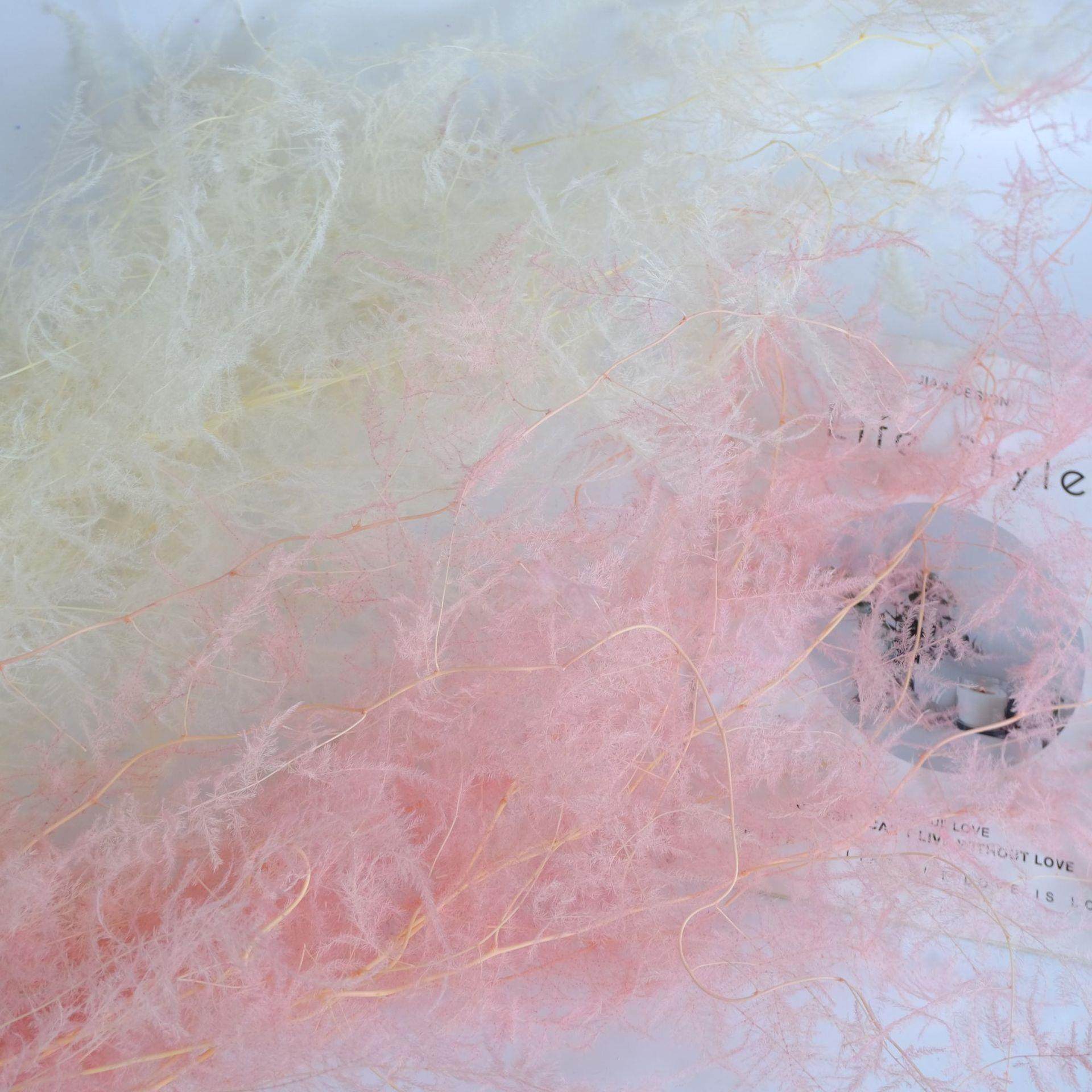 云南工厂永生花保鲜花文竹DIY浮游瓶玻璃罩工艺品配材家居装饰,家居饰品,餐桌花艺,淘宝优惠券,粉丝福利购,淘宝优惠卷