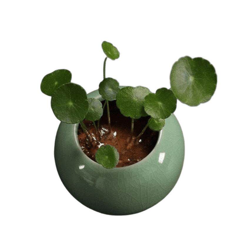 水培花盆铜钱草无孔陶瓷开片水培小草花器小清新容器桌面档次