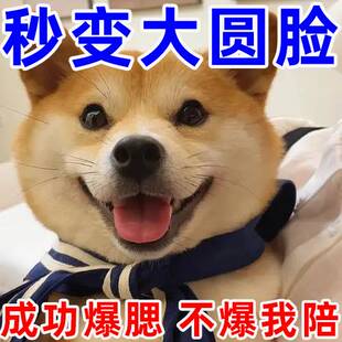 柴犬增肥发腮柯基猫咪发胖发腮狗快速增肥增肥发腮增食欲开胃神器