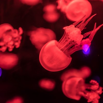 大赤月火箭水母活物活体小赤月海月水母缸宠物倒立杯水族海水包邮