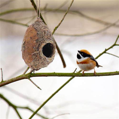 Hanging Bird Nest Birds Nest Bird House Outdoor Decorative