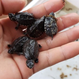 麝香龟深水龟鱼缸混养迷你宠物龟观赏龟蛋龟剃刀龟水产活物小乌龟