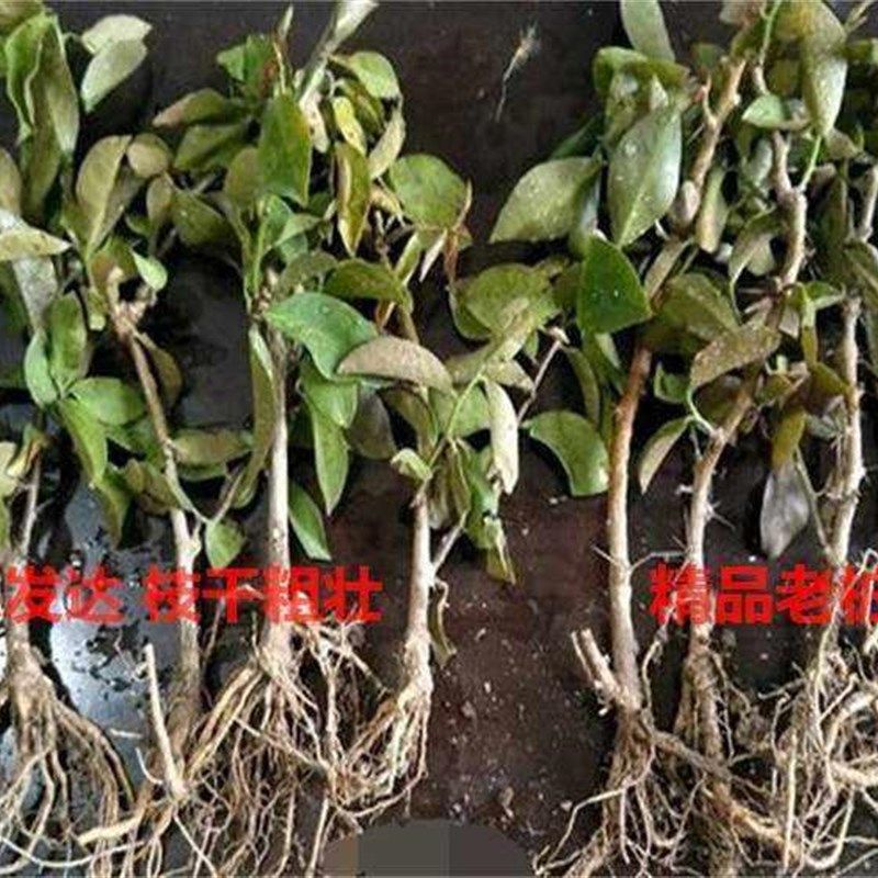 叶仙苗 老桩麒麟 叶仙小苗 嫁接蟹爪兰 砧木木麒麟带土发货。