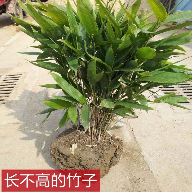 箬竹苗大叶竹子苗 阔叶竹盆栽庭院种植长不高竹包粽子竹绿化竹类