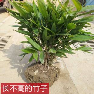 箬竹苗大叶竹子苗 阔叶竹盆栽庭院种植长不高竹包粽子竹绿化竹类
