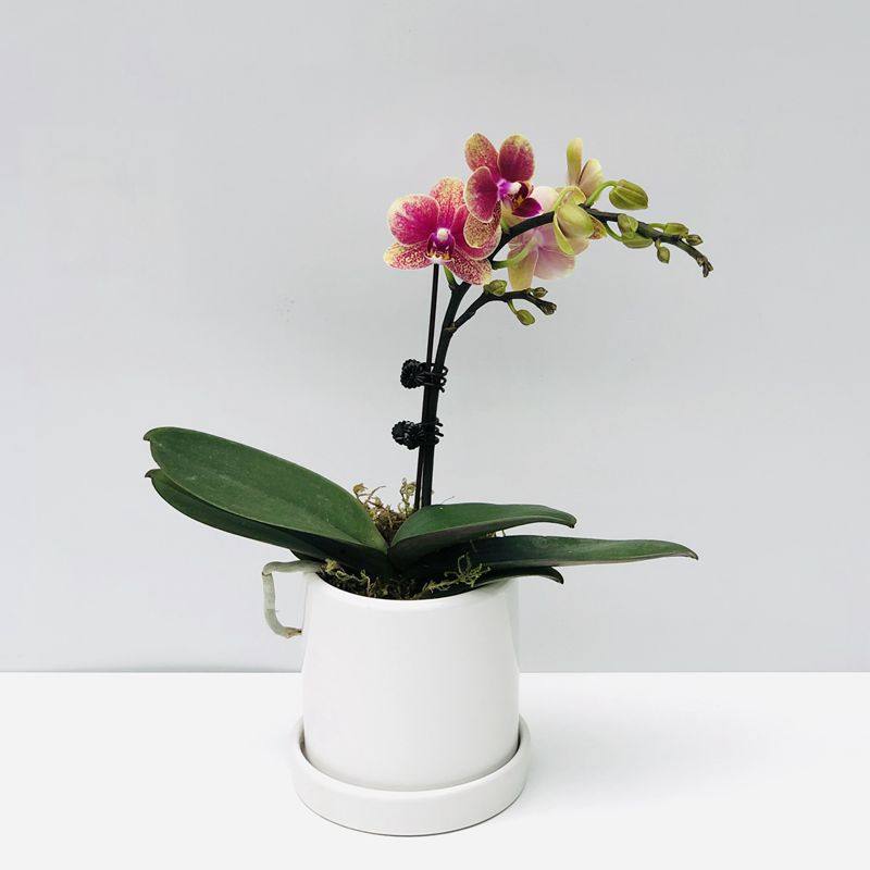 蝴蝶兰带花盆栽办公桌阳台客厅书房美观干净容易好养广州现货包邮