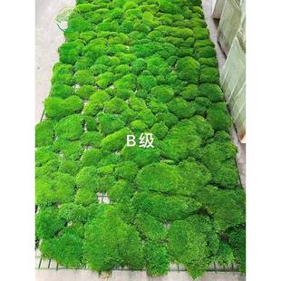 仿真植物青面苔苔藓32673发鹿角端藓白藓大灰藓室内造景装饰铺底高绿植