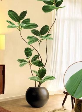 大型厅落地摆件客内皮沙发电视柜室旁65705边假植物黑金刚橡树绿