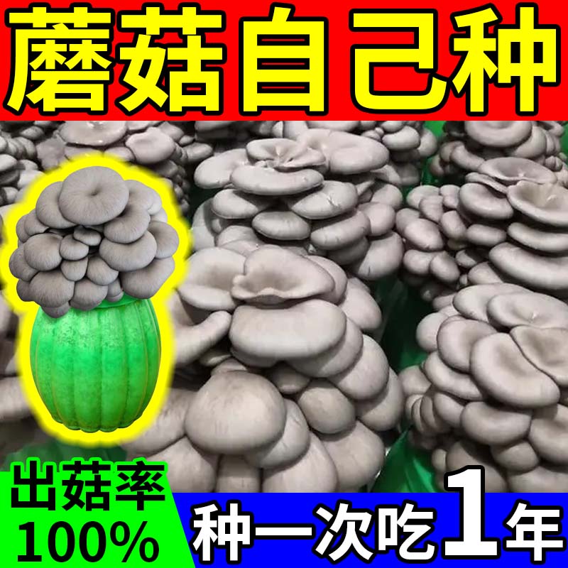 【蘑菇自己种】家庭种植蘑菇菌包食用菌棒蘑菇种植包食用平菇菌种